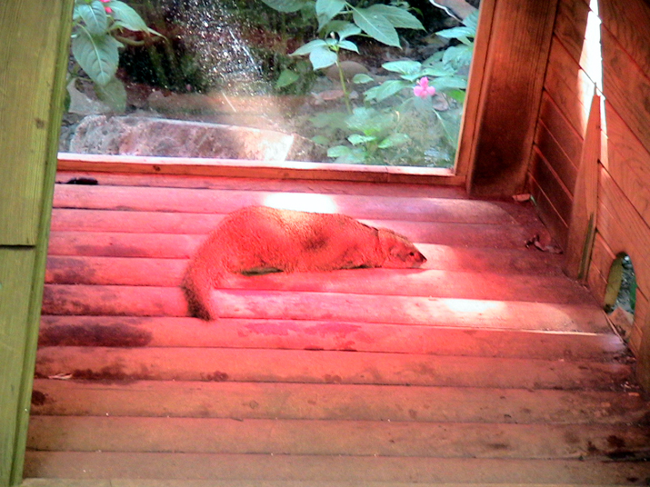 17a - Parc des Mamelles - Zoo 009.jpg